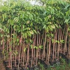 Mahogany Plant