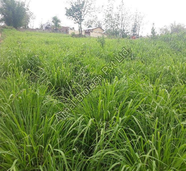 Citronella Oil