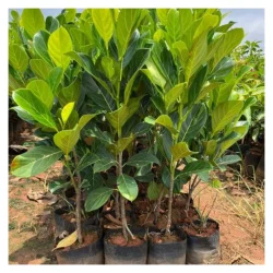 Teak Sagwan Plant