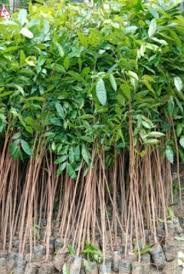 Mahogany Plant