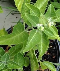 Ashwagandha Plant