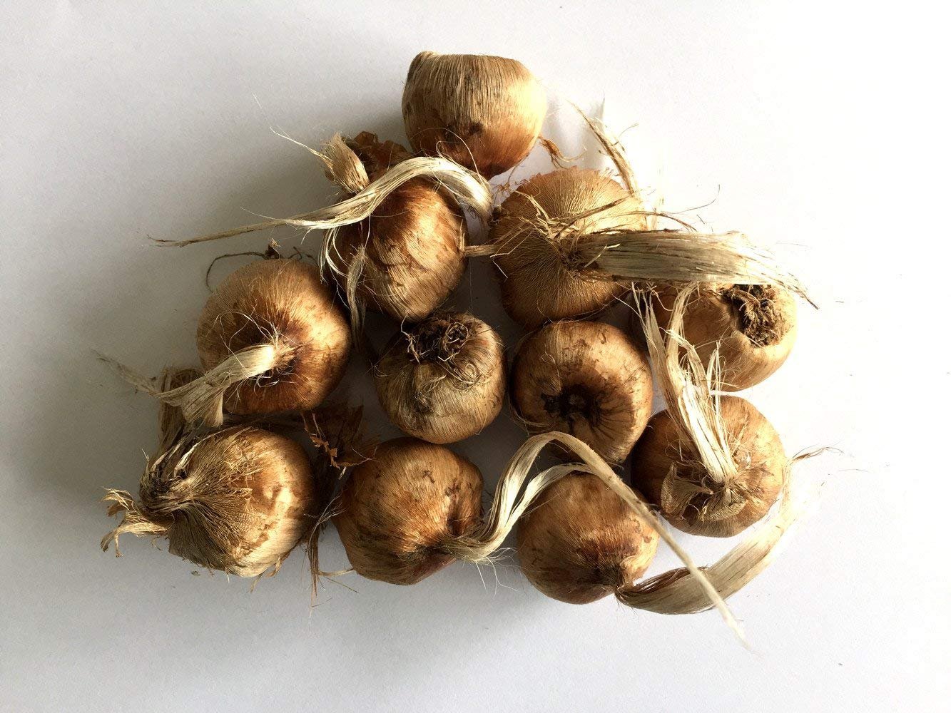 kashmiri saffron bulbs