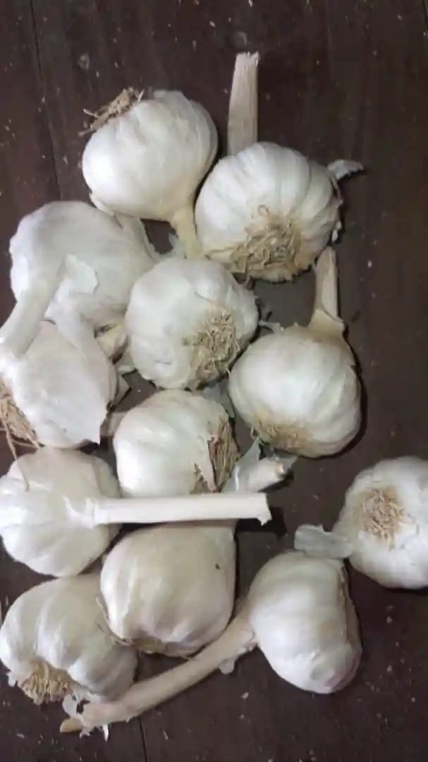 Garlic