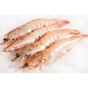 Shrimp Fish