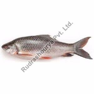 Frozen Catla Fish