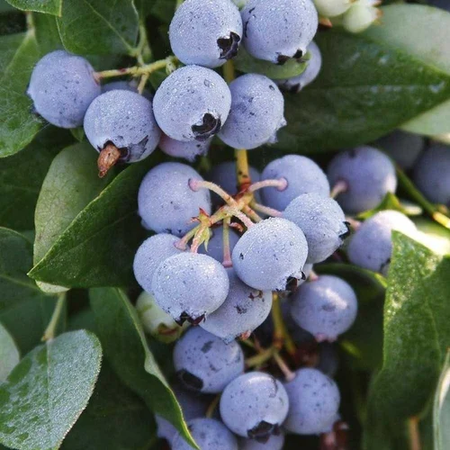 Full Sun Exposure Blueberry Fruit Plants, For Fruits