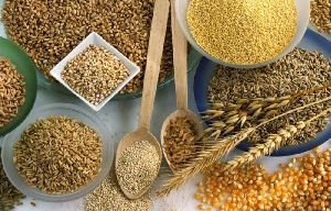 Rohalase Barley L