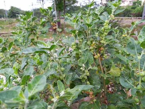 withania somnifera
