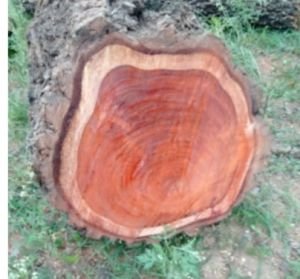 Red sandalwood