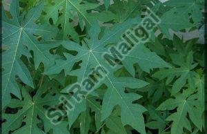 Fresh Papaya Leaves