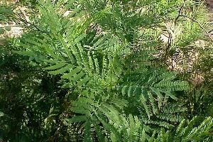 Babool Leaves