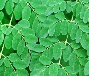 Moringa Leaves