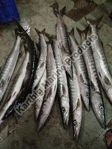 Fresh Barracuda Fish