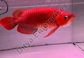Arowana Fish