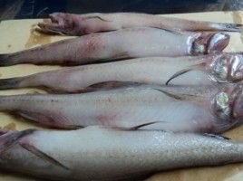Fresh Bombay Duck Fish