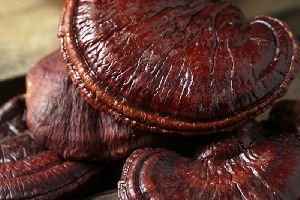 Ganoderma Mushroom