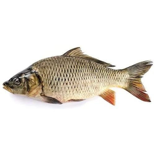 Catla Fish