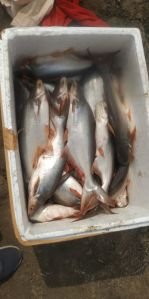 fresh rohu fish
