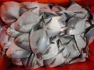 White Pomfret Fish