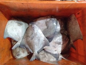 Chinese Pomfret Fish