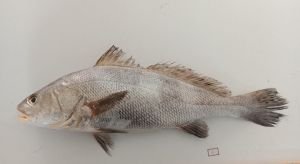 Fresh Ghol Fish