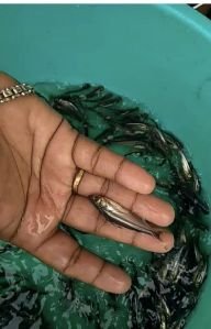 pangas fish seeds