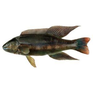 Fresh Butterfish