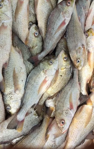 White Snapper Fish