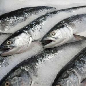 Frozen Fishes