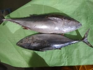 Frozen Bonito Tuna Fish