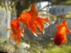 Live Tropical Fish