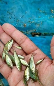 Catla Fish Seeds
