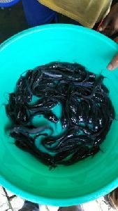 Cat Fish Seeds