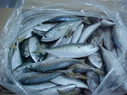 Sea Bass Fish Seeds