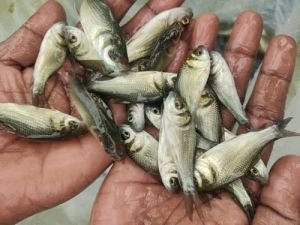 Catla Fish Seeds