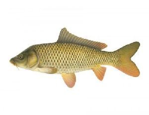 Carp Fish Seeds
