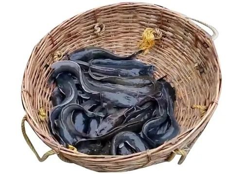 Black Magur Fish Seeds