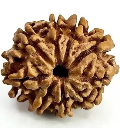 9 mukhi rudraksha