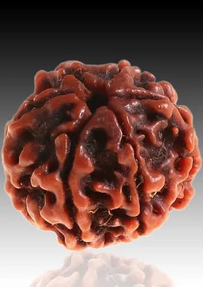 6 mukhi rudraksha