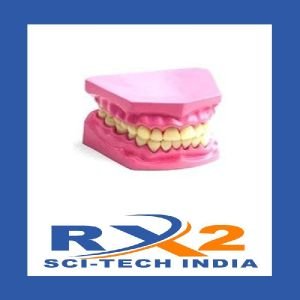 Dental Jaw Model