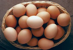 FRESH POULTRY EGGS
