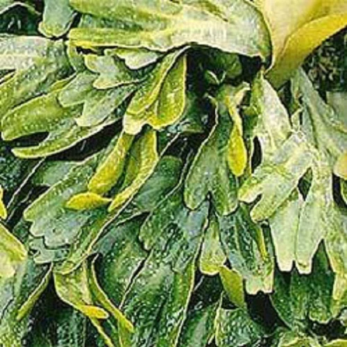 Seaweed Calcium Fertilizer