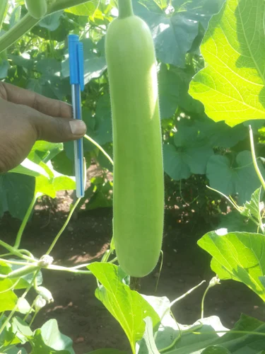 hybrid seeds