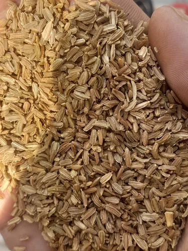 Carrot Seeds