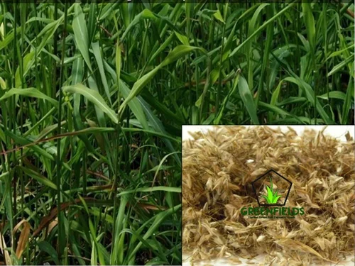 grass seeds