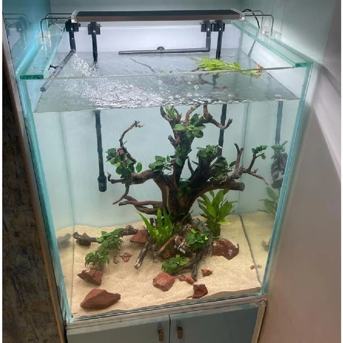 fish aquarium