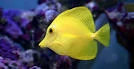 marine fish