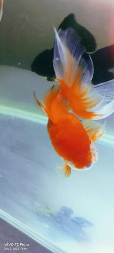 gold fishes