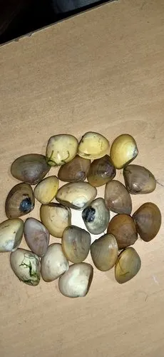 clams