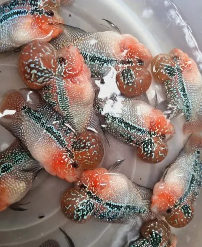 flowerhorn fish